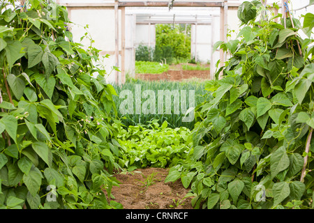 Gemüse Anbau im Folientunnel auf der Washingpool Farm in Bridport, Dorset. Stockfoto