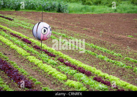 Salat Pflanzen wachsen auf der Washingpool Farm in Bridport, Dorset. Stockfoto