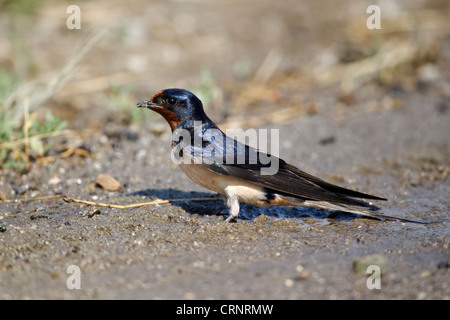 Rauchschwalbe Hirundo Rustica, einziger Vogel am Boden, Bulgarien, Juni 2012 Stockfoto