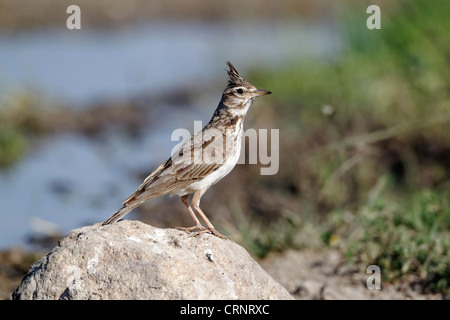 Erklommene Lerche Galerida Cristata, einziger Vogel auf Felsen, Bulgarien, Juni 2012 Stockfoto