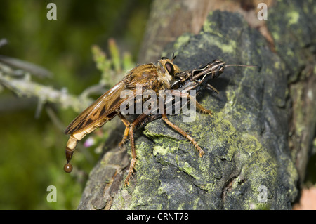 Hornet Robberfly (Asilus Crabroniformis) Erwachsenen, Fütterung auf gemeinsamen Feld-Grashüpfer (Chorthippus Brunneus) Beute, Thursley Stockfoto