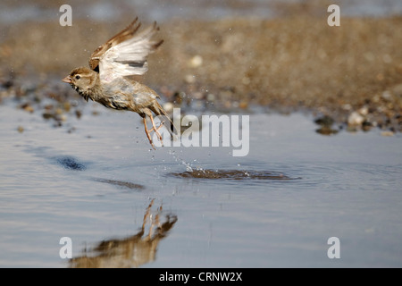 Haussperling, Passer Domesticus, alleinstehende Frau, die fliegen aus dem Wasser, Bulgarien, Juni 2012 Stockfoto