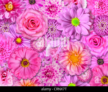 Rosa Blume Hintergrund. Auswahl an verschiedenen isolierten rosa Blüten. Gänseblümchen, Strawflower, Zinnia, einer, Chrysantheme, Iberis, R Stockfoto