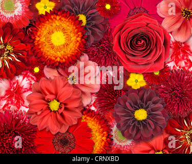 Rote Blume Hintergrund. Auswahl an verschiedenen isolierten roten Blüten. Satz von Dahlien, Gerbera, Daisy, Nelke, Rose, Zinnia Blumen Stockfoto