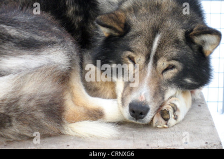 Ein Schlitten Hund zum Entspannen in der Kälte Stockfoto