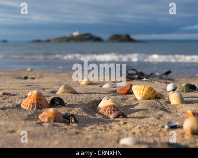 Muscheln am Strand mit Fidra-Insel in der Ferne, am Yellowcraig, East Lothian, Schottland. Stockfoto