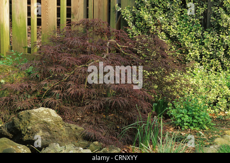 Japanischer Ahorn (Acer Palmatum) 'Dissectum Nigrum' ('Ever Red"), Gewohnheit, wächst im Garten Grenze, U.S.A. Stockfoto