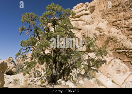 Single-Blatt Pinyon-Kiefer (Pinus Monophylla) Gewohnheit, wächst in der Wüste, Joshua Tree N.P., Mojave-Wüste, Kalifornien, Vereinigte Staaten von Amerika, Stockfoto