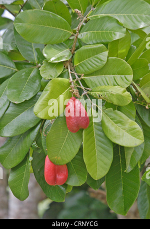 Akee (Blighia Sapida) Nahaufnahme von Früchten und Blättern, Freiheit, Jamaika, März Stockfoto