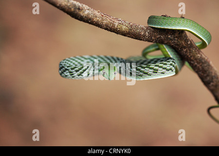 GEMEINSAMEN Rebe Schlange Ahaetulla Nasuta leicht giftige, gemeinsame Stockfoto