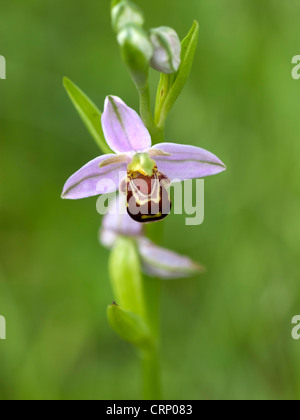 Ein Blütenstand der Biene Orchidee (Ophrys Apifera) Stockfoto