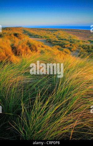 Winterton Dünen NNR (National Nature Reserve) auf der Ost-Küste von Norfolk. Stockfoto