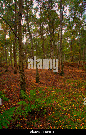 Die goldenen Tönen des frühen Herbstes in einer kleinen Birke Wald, der Bestandteil der Suffolk Sandlings AONB (Bereich des herausragenden Natur ist Stockfoto