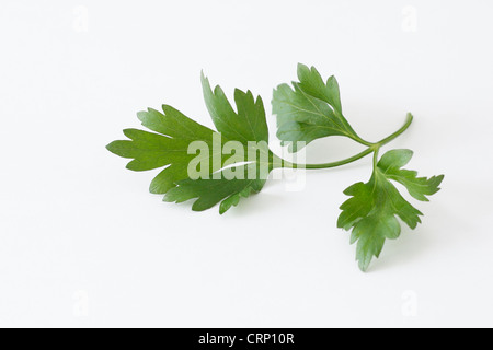 Petersilie, die isoliert auf einem weißen bg Stockfoto