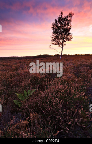 Eine Silber-Birke in Rockford Common im New Forest National Park bei Sonnenaufgang. Stockfoto