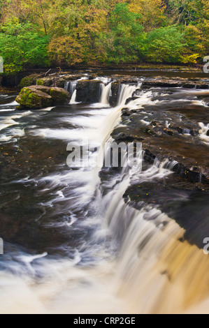 Der obere Aysgarth fällt auf den Fluss Ure mit Herbstfarben Wensleydale Yorkshire Dales Nationalpark North Yorkshire England GB Europa Stockfoto