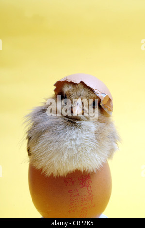 Eine junge Küken sitzt im Inneren eine Eierschale. Stockfoto