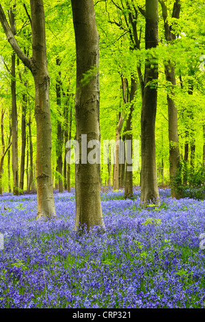 Ein Teppich aus Glockenblumen in West-Wald in der Nähe von Marlborough. Stockfoto