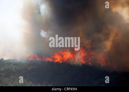 Wald Feuer brennt in Holz hohl Canyon außer Kontrolle. Brennenden Flammen auf Berg- und Wildnis. Stockfoto