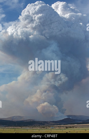 Wald Feuer brennt in Holz hohl Canyon außer Kontrolle. Brennenden Flammen auf Berg- und Wildnis. Stockfoto