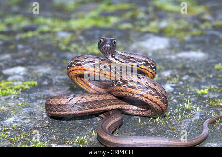 GEMEINSAMEN MOCK VIPER Pssamodynastes Pulverulentus, leicht giftige, gemeinsame Eaglenest Wildlife Sanctuary, Arunachal Pradesh, Indien Stockfoto