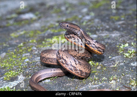 GEMEINSAMEN MOCK VIPER Pssamodynastes Pulverulentus, leicht giftige, gemeinsame Eaglenest Wildlife Sanctuary, Arunachal Pradesh, Indien Stockfoto