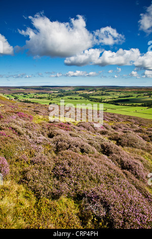 Heather auf Westerdale in den North York Moors National Park. Stockfoto