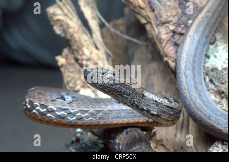 GEMEINSAMEN MOCK VIPER Pssamodynastes Pulverulentus, leicht giftige, gemeinsame Eaglenest Wildlife Sanctuary, Arunachal Pradesh, Indien Stockfoto