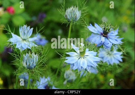 Nigella Blüten Nigella Damascena Liebe-in-the-Nebel Stockfoto