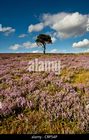 Lone Pine Commondale Moor in den North York Moors National Park. Stockfoto