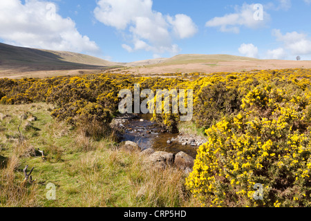 Ginster blühen im Lake District National Park bei Caldbeck Commons, Cumbria Stockfoto