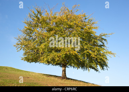 Ein einsamer Baum auf einem Hügel im Herbst. Stockfoto