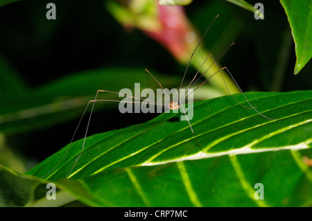 Harvestman oder Daddy Langbein, Tiefland-Regenwald, Chilamate, Costa Rica Stockfoto