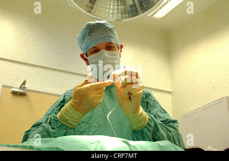 Ein Tierarzt Nähte die Wunde von einer Katze kastrieren Betrieb. Stockfoto