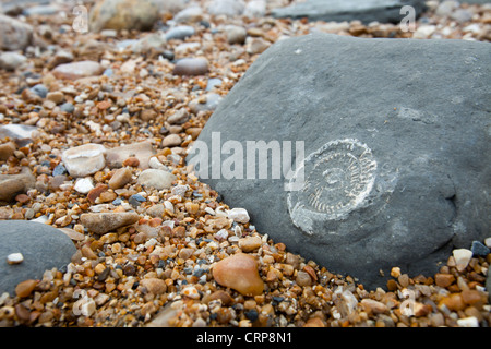 Ammoniten Fossilien auf dem weltberühmten Charmouth fossilen Strand, Dorset, UK. Stockfoto