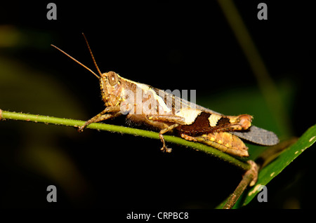 schöne Erwachsene Heuschrecke auf Ast in Thai Wald Stockfoto