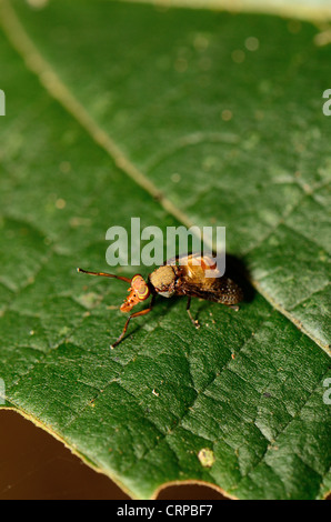 schöne unidentify Arten fliegen ruht auf grünes Blatt Stockfoto