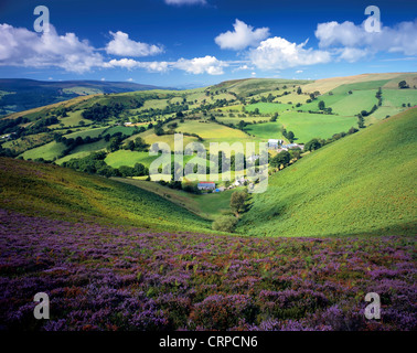 Blick über ein Heidekraut bewachsenen Tal in den Llantysilio Hügeln. Stockfoto