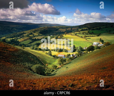 Blick über ein Farn bewachsenen Tal in den Llantysilio Hügeln im Spätsommer. Stockfoto