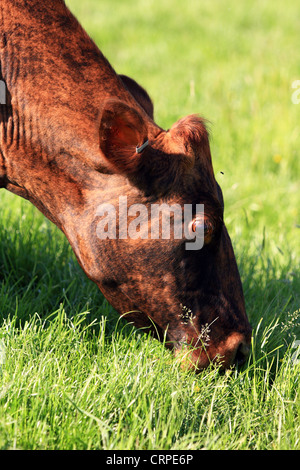 Ein Kopf einer Kuh Stockfoto