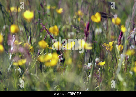 Eine low-Level Ansicht von wilden Blumen und Gräser in einem Feld Stockfoto