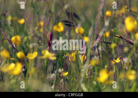 Eine low-Level Ansicht von wilden Blumen und Gräser in einem Feld Stockfoto