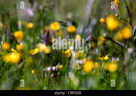 Eine low-Level Ansicht von wilden Blumen und Gräser in einem Feld Stockfoto