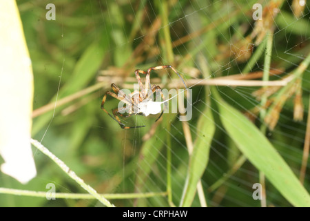 Spinne (Argiope Lobata) schreiben fängt Beute in der Web und fährt fort, es zu lähmen, dann wickeln Sie in Seidenfaden für den späteren Verzehr Stockfoto