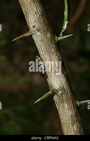 Schwarzes Holz Borer Käfer weißer Körper Streifen mit roten und schwarzen Beinen Stockfoto