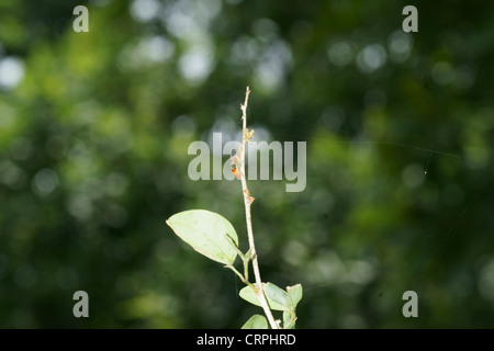 Orange leafhopper Stockfoto