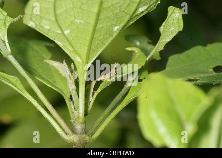 Assassin-bug Stockfoto