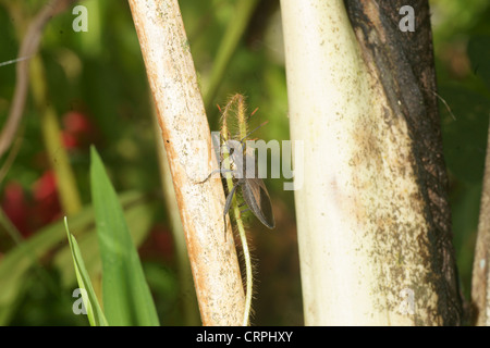 Schwarze Schild bugs Stockfoto