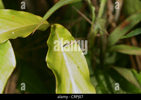 Assassin-bug Stockfoto