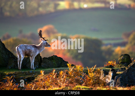 Ein Damhirsch (Dama Dama) in Bradgate Country Park, Leicestershires größte und meistbesuchte Country Park. Stockfoto
